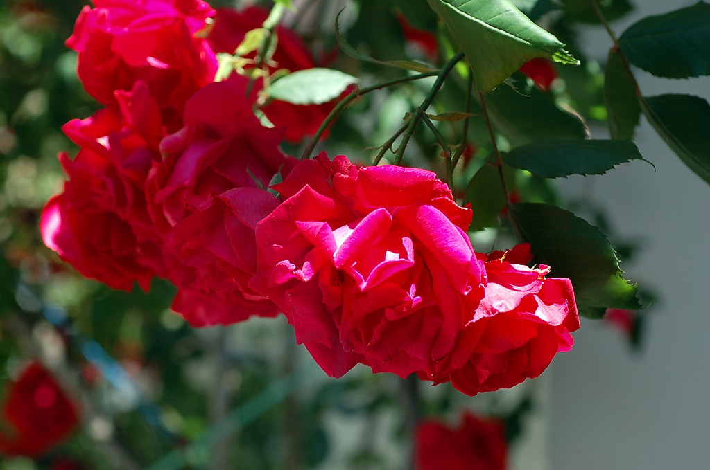 roses in Agros