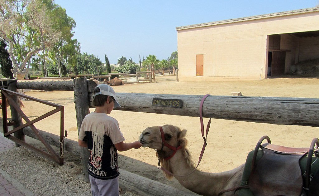 Парк верблюдов в Мазотосе