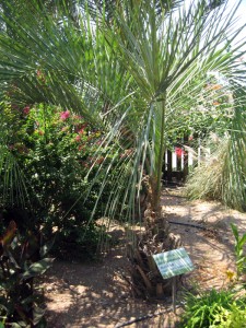 Мармеладная пальма