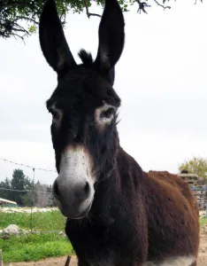 AD Donkey