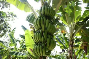 Bananas in Paphos