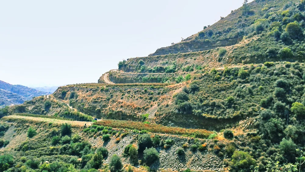 Mountain serpentine