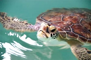 Черепаха в море на Кипре Черепаха в море на Кипре