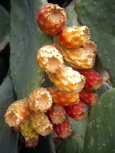 Кипрский кактус