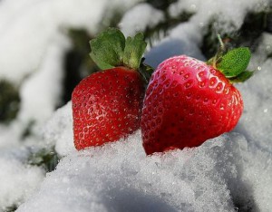 Winter strawberries 