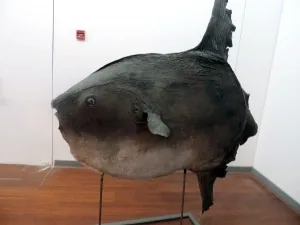 Морской музей Thalassa Морской музей Thalassa