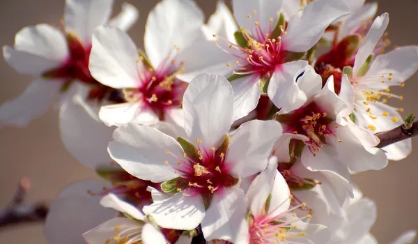 almond trees blooming almond trees blooming