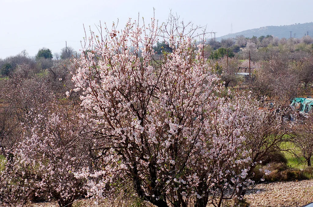 almond trees blooming almond trees blooming