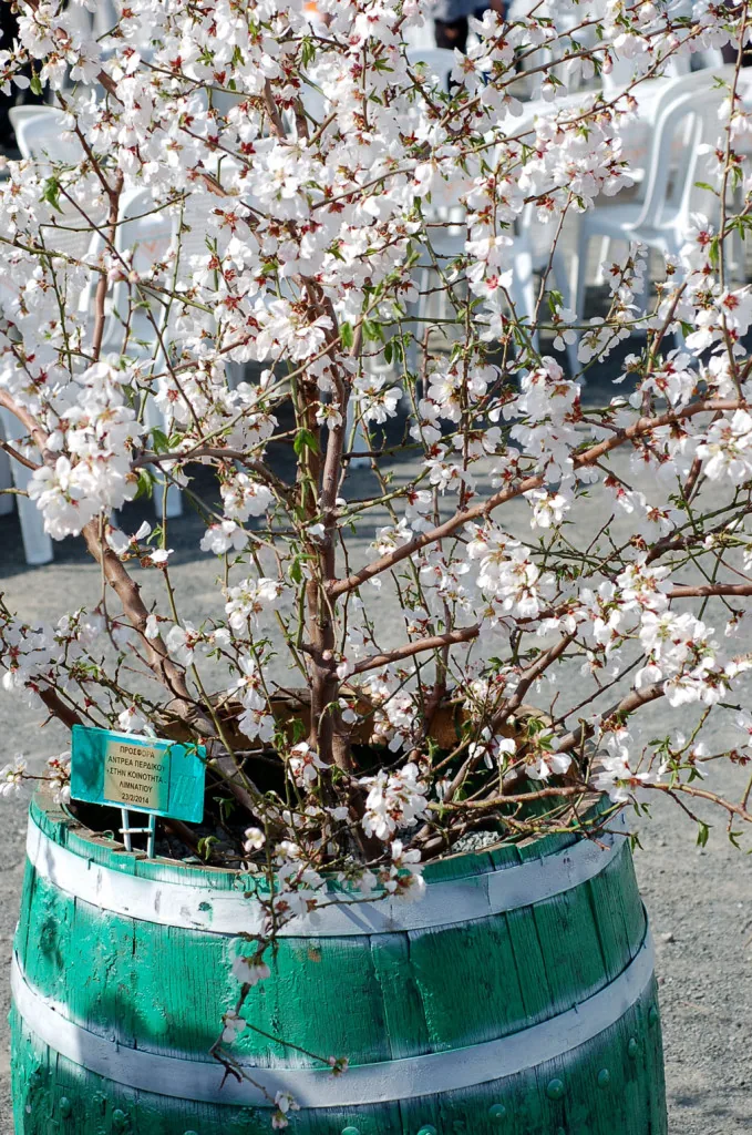 almond trees blooming almond trees blooming