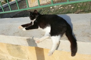 Cyprus cat