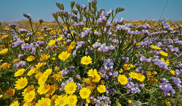 Cyprus spring