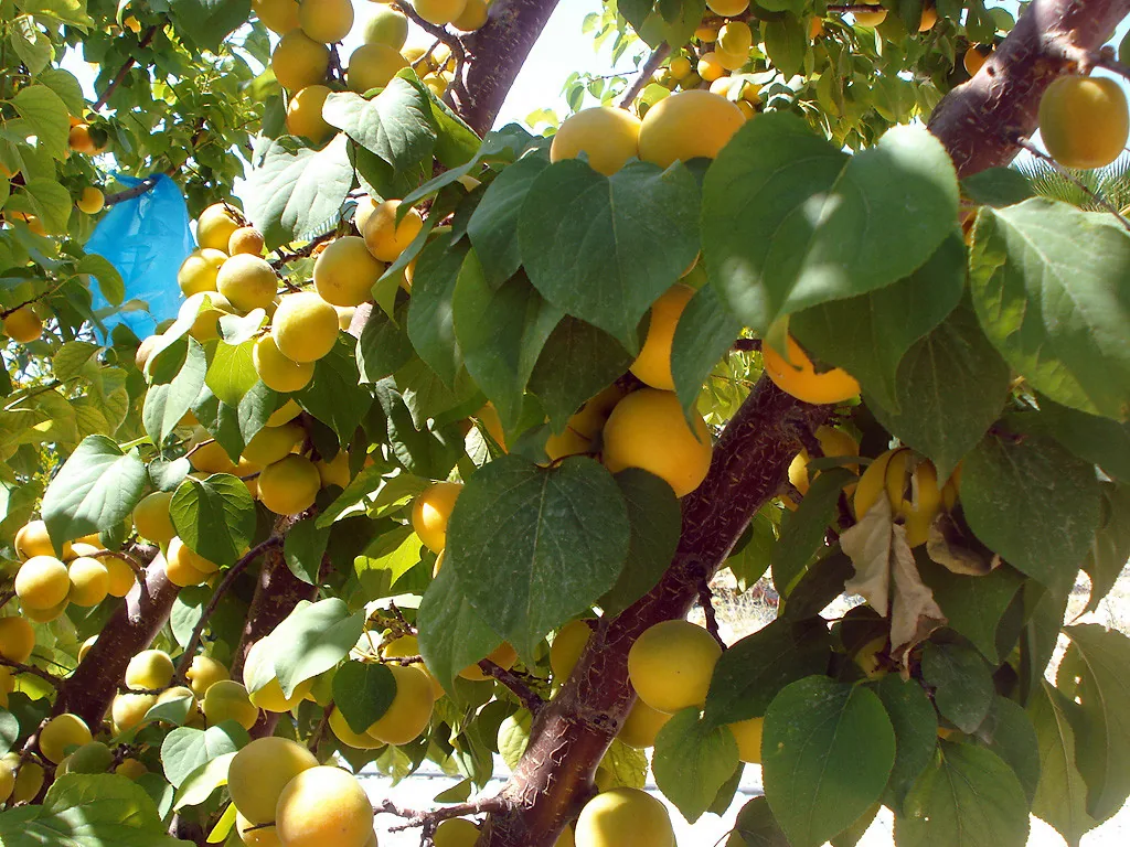 The olive tree
