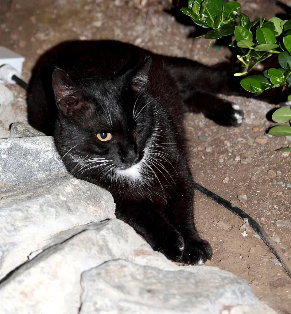 a furry friend at Limanaki