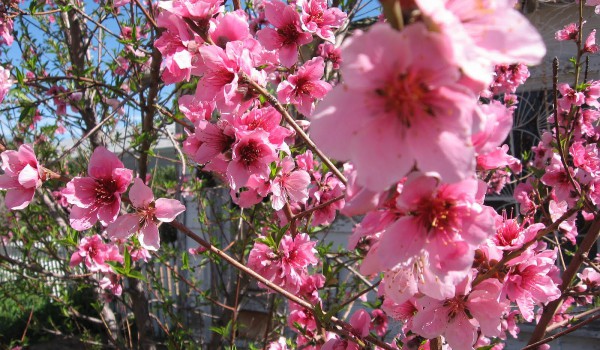 almond tree