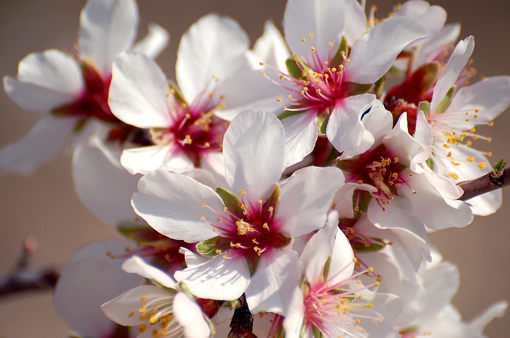 Almond Tree