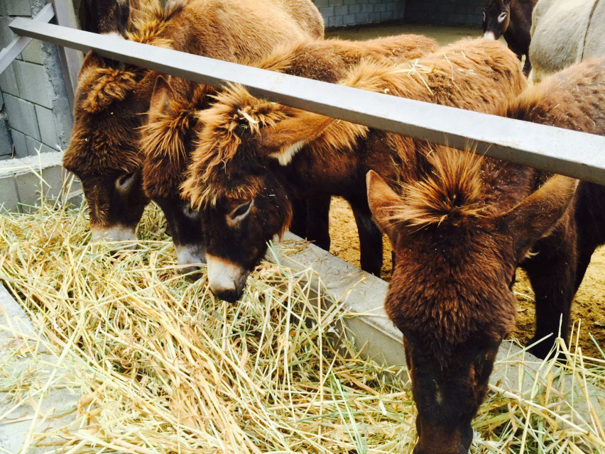  Golden  Donkeys Farm 