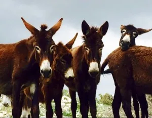 Golden Donkeys Farm Golden Donkeys Farm