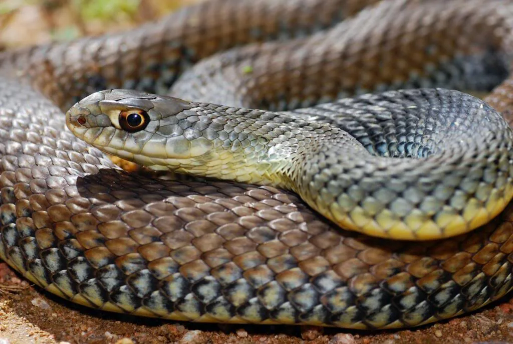 Montpellier Snake
