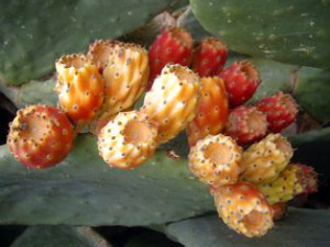 prickly pears in Cyprus