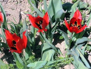 tulips in Polemi village