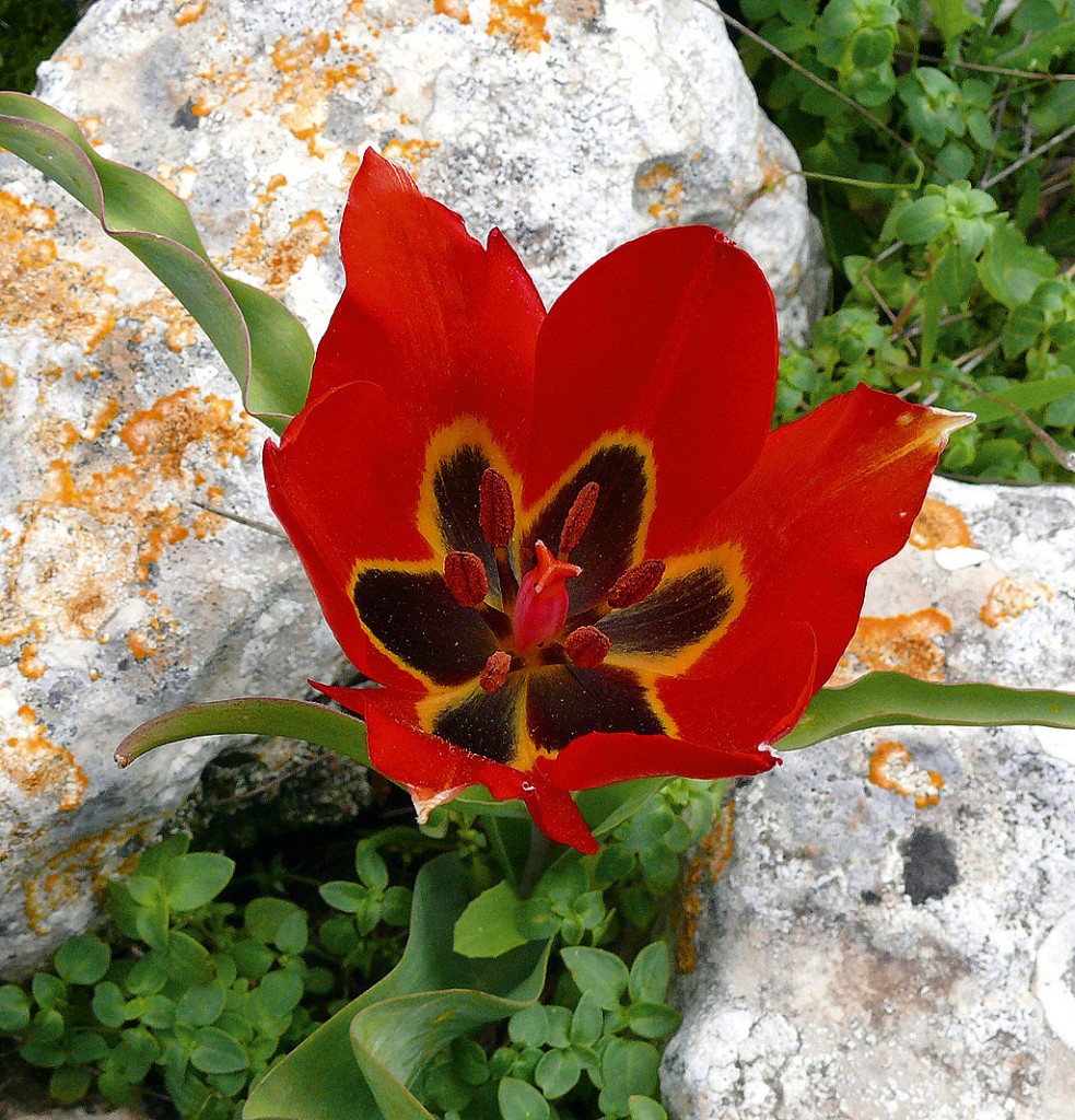 tulips in Cyprus