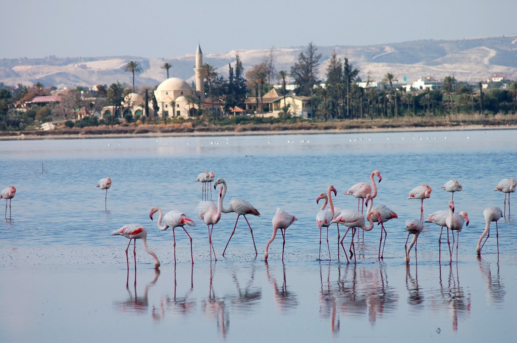 Flamingoes