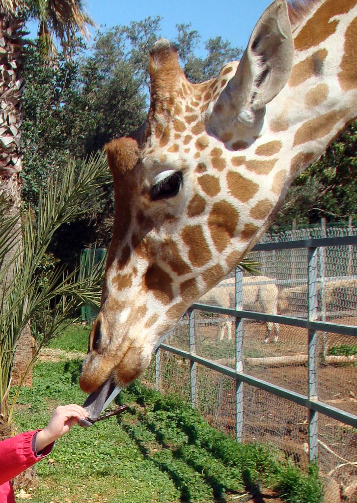 Кормление жирафа в Pafos Zoo