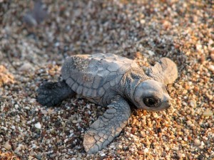 Черепаха на пляже Лара