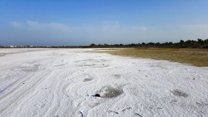 Larnaca salt lake