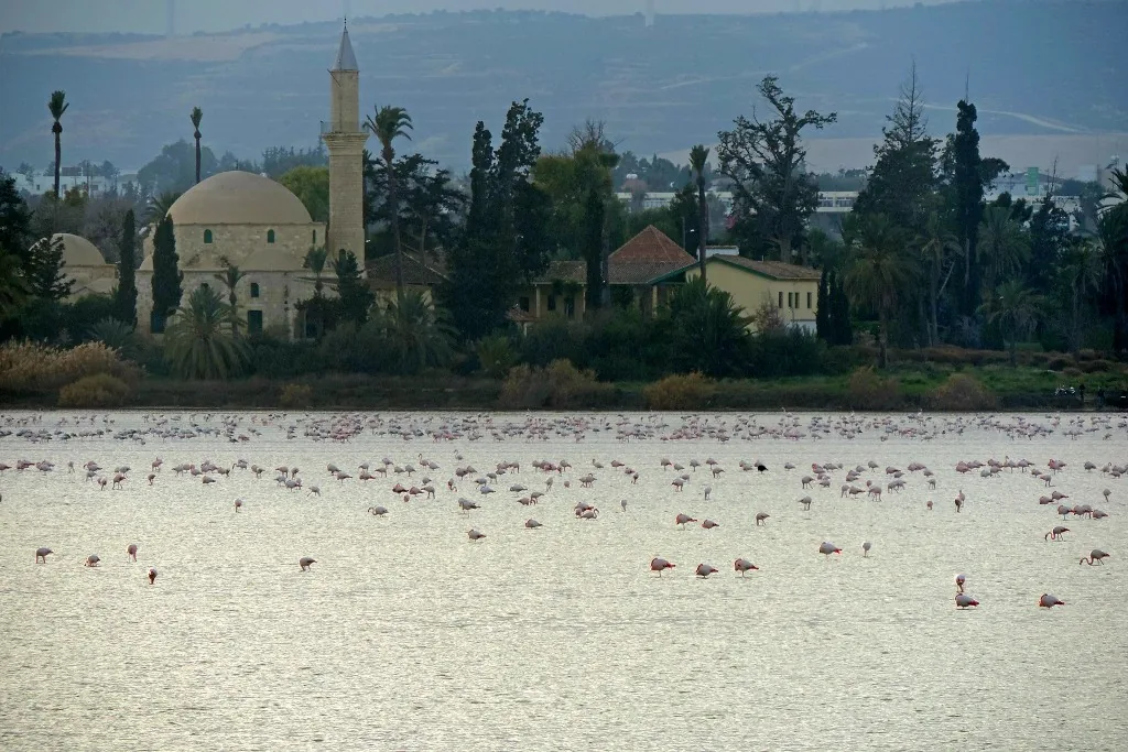 Фламинго на соленом озере Ларнаки larnaca Salt Lake & Flamingo