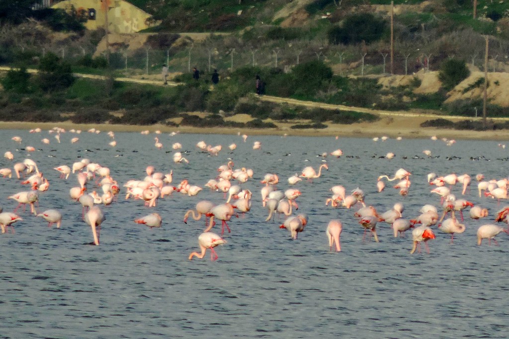 larnaca Salt Lake & Flamingo