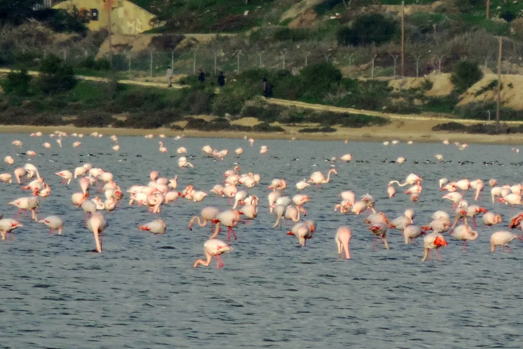 Фламинго греются под зимним солнцем Кипра larnaca Salt Lake & Flamingo