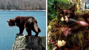 Кот-путешественник Бурма — новый герой Instagram