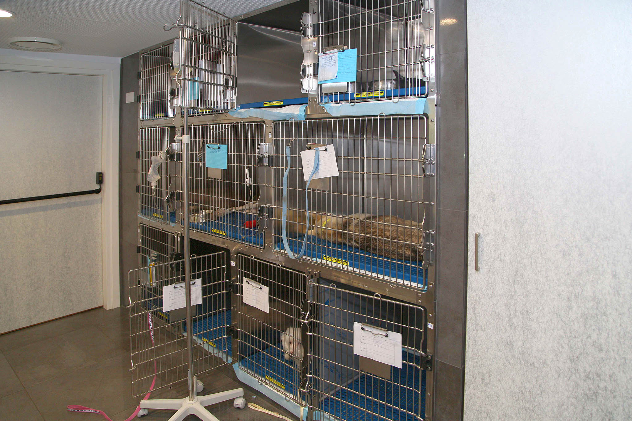 Animal Health - veterinary clinic in Cyprus | Cyprus inform