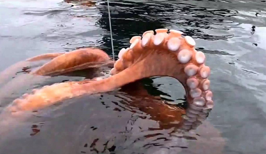 Octopus 