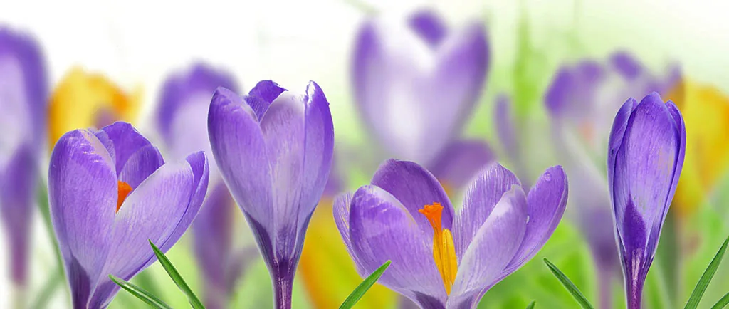 The International Women’s Day – dinner in Minthis Hills