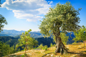 terra-oliva-olive-farm-cyprus-9