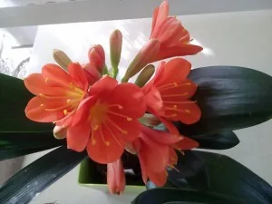 Anthemio Flowershop Anthemio Flowershop