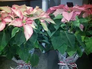 Anthemio Flowershop Anthemio Flowershop