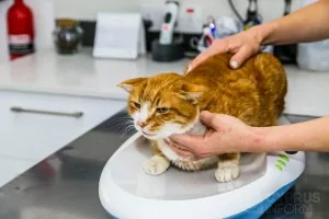 Dr. Savvas S. Alexandrou Vet Clinic Dr. Savvas S. Alexandrou Vet Clinic