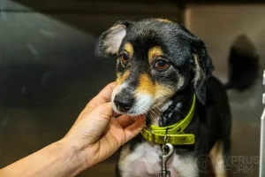 Dr. Savvas S. Alexandrou Vet Clinic Dr. Savvas S. Alexandrou Vet Clinic