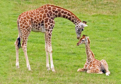 Детеныш жирафа