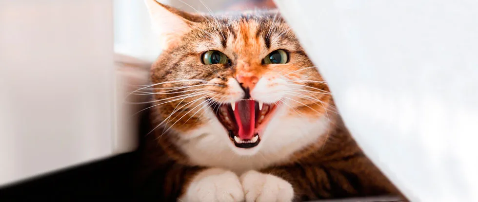 Кот