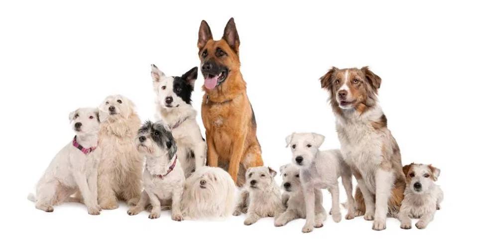 Dream Dogs Dream Dogs