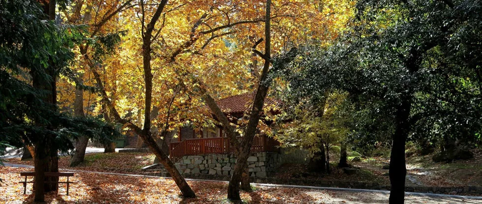 Какопетрия