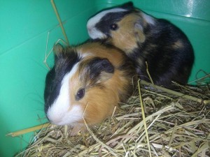 Pets Island - Guinea pigs