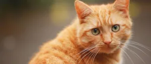 Reward is set for the cat hunter