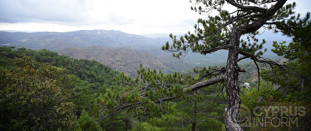 green cyprus