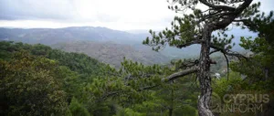 GreenCyprusCom начинает посадку деревьев на Кипре