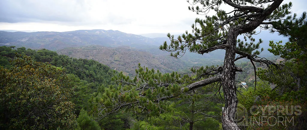 GreenCyprusCom начинает посадку деревьев на Кипре